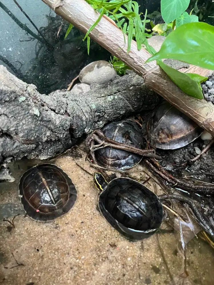 Kura kura ambon kecil untuk peliharaan atau fangshen