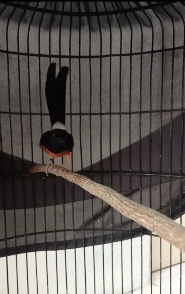 MB Medan Trah Cerulit