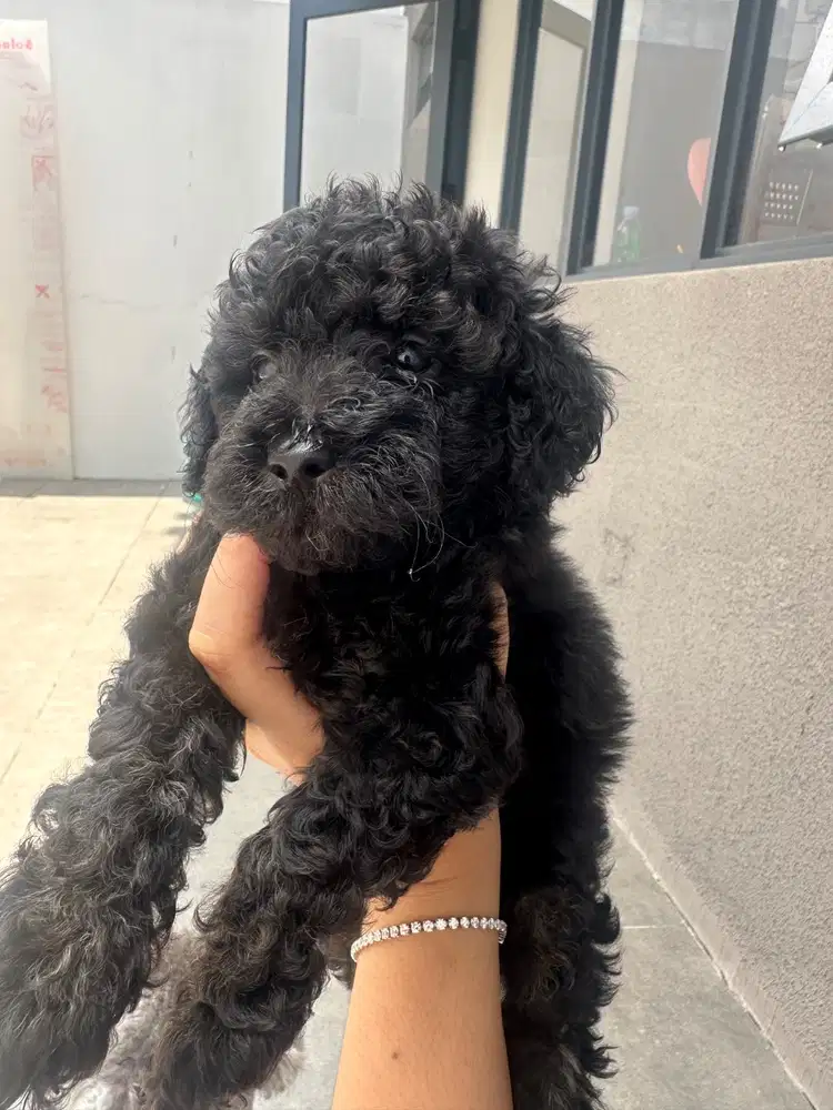 poodle 2 bulan kosongan