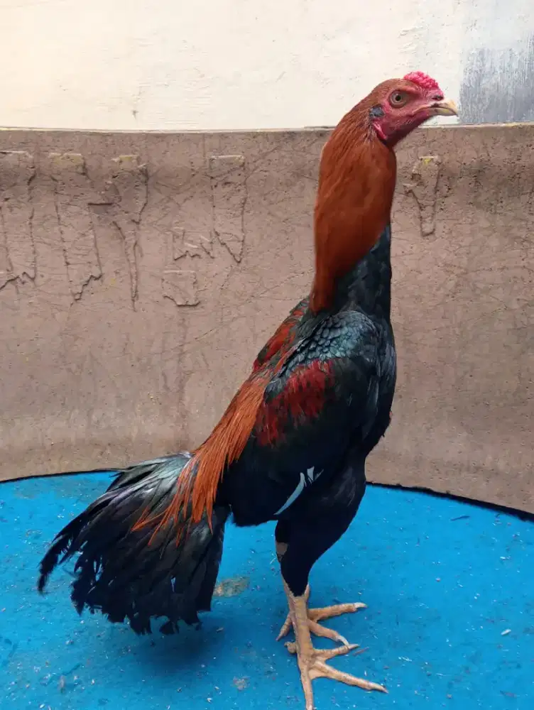 Ayam Bangkok muda ukuran 5+