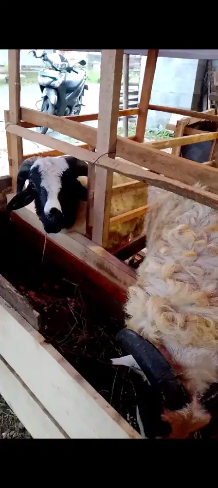 Domba Kambing Idul Adha