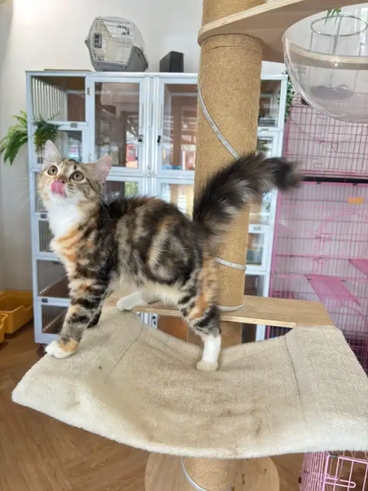 Kucing persia medium(harga net)