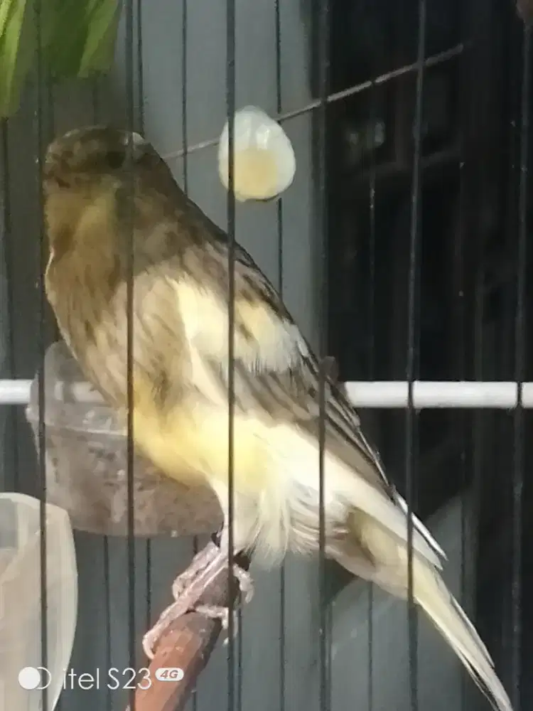 F1YS Jantan big warna bon simetris