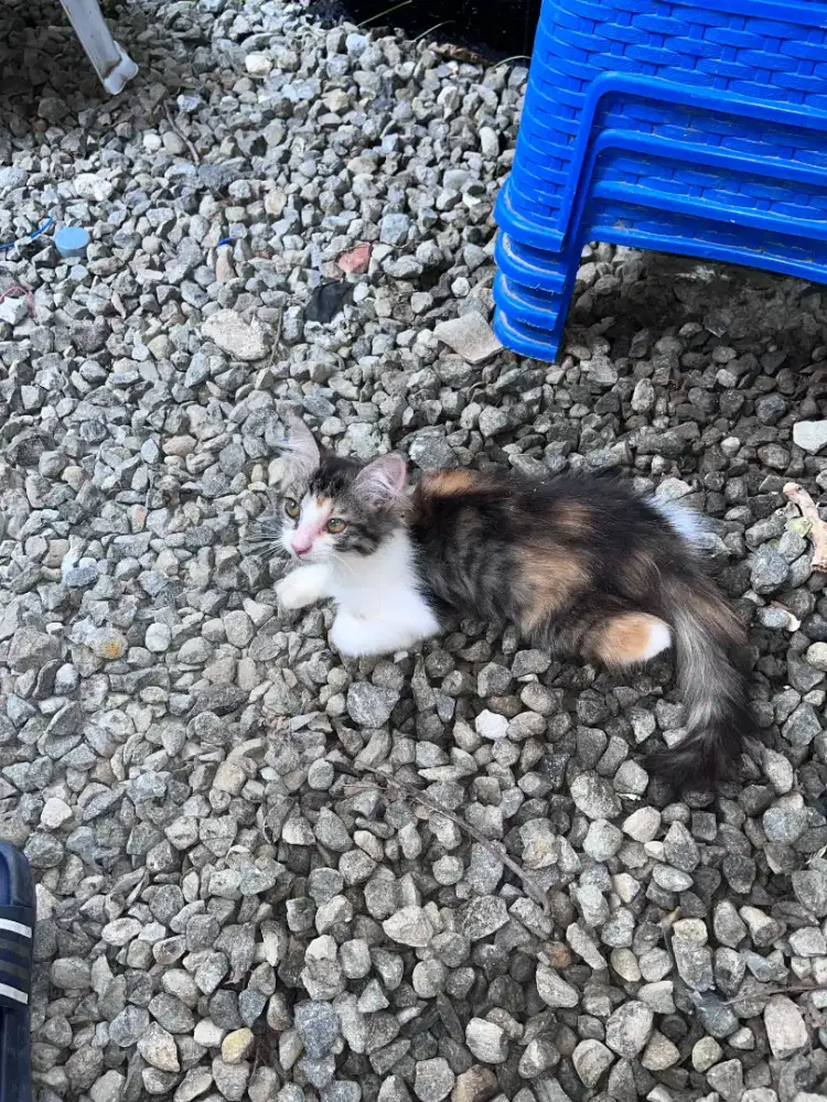 Lepas adopt kitten mixdome