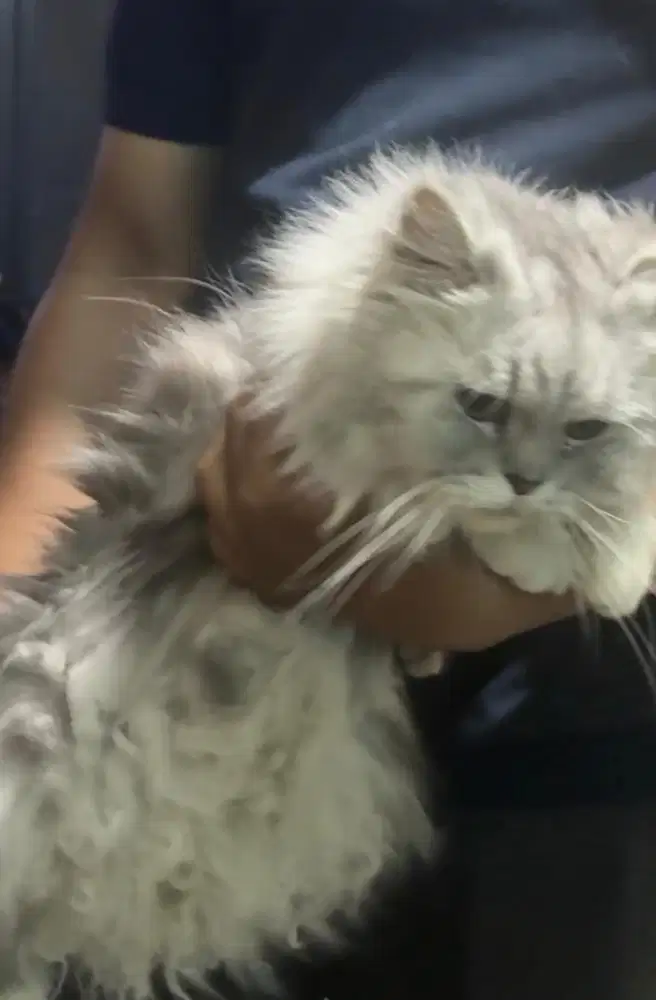 persia medium long hair big bonr