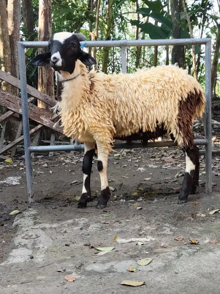 Kambing Qurban murah gemuk
