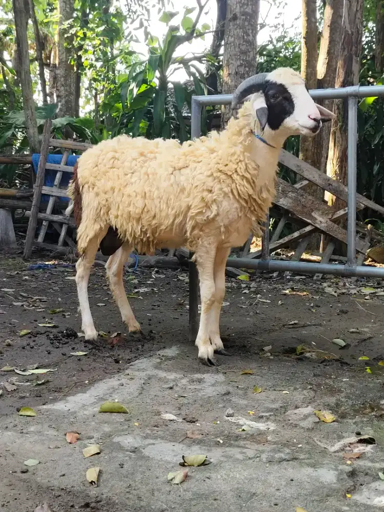 Kambing Qurban ganteng banget murah