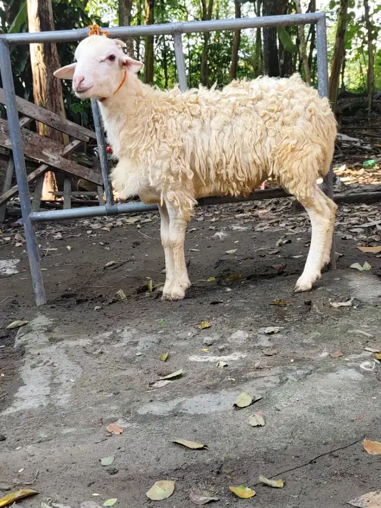 Kambing Qurban ekonomis gemuk
