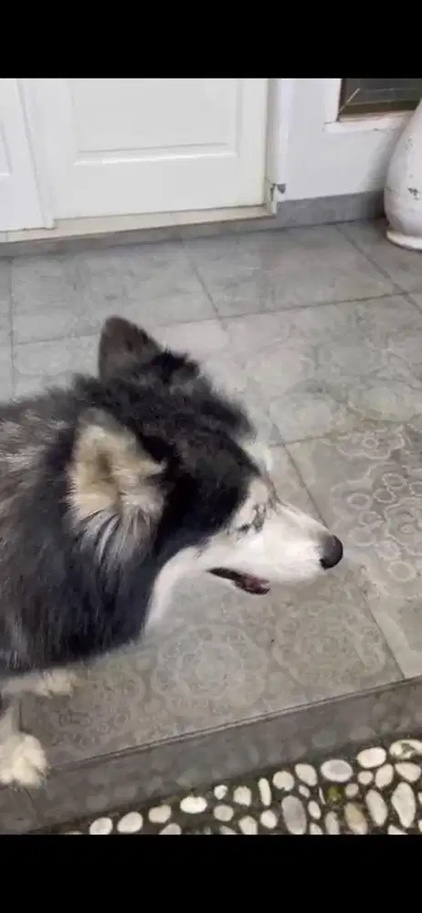 Siberiann Husky