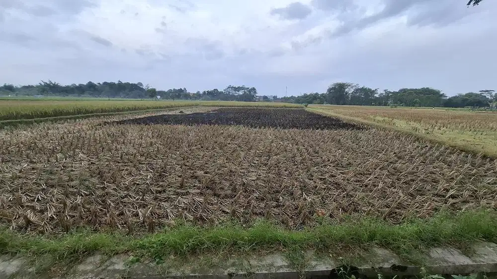 Dijual Tanah Sawah Blitar Murah