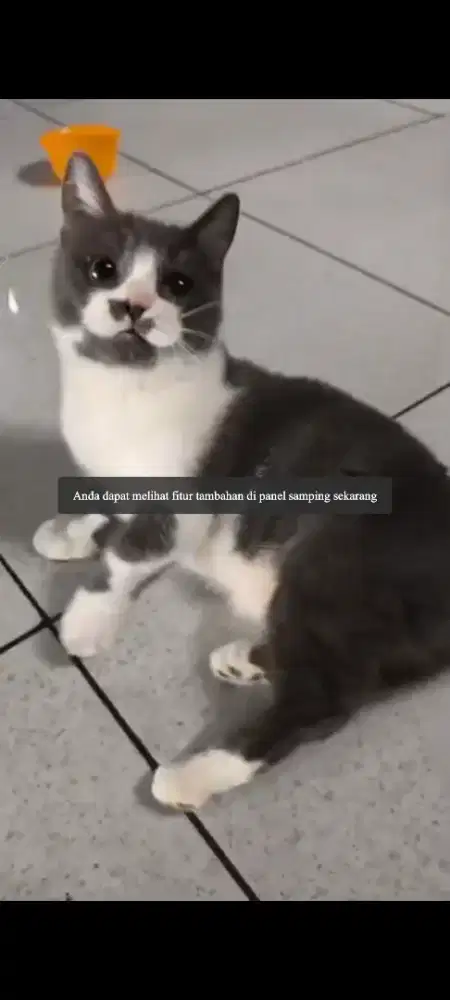 Kucing Munchkin betina dewasa