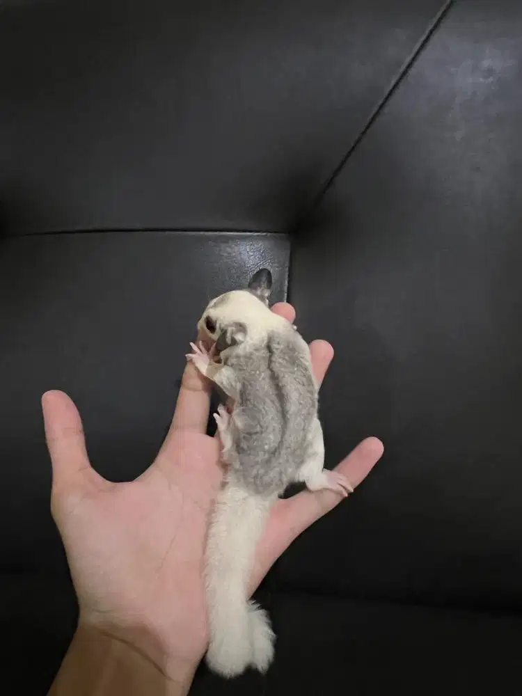sugar glider joey