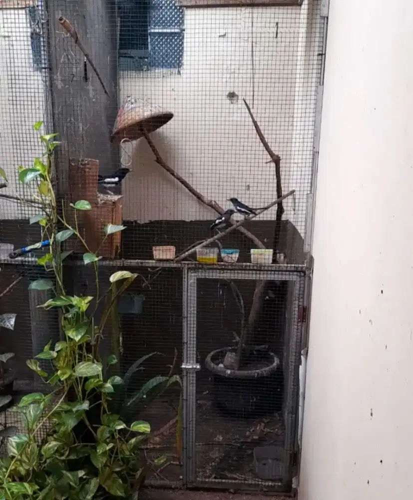 Kacer betina 2 ekor poligami