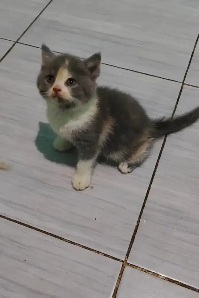 Kitten BSH calico