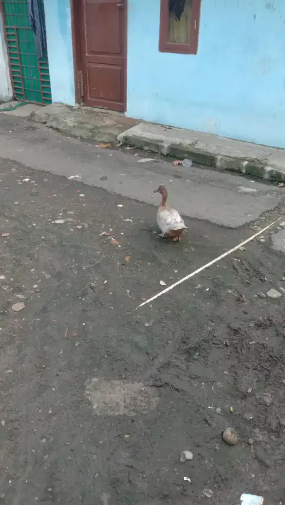 Bebek Silangan & entok super