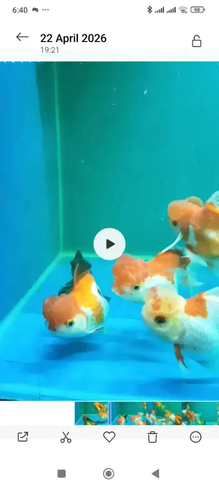 Ikan mas koki jambul cetar membahana