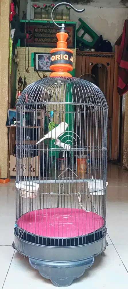 kenari pocong retina mata merah bodi gede jantan mapan