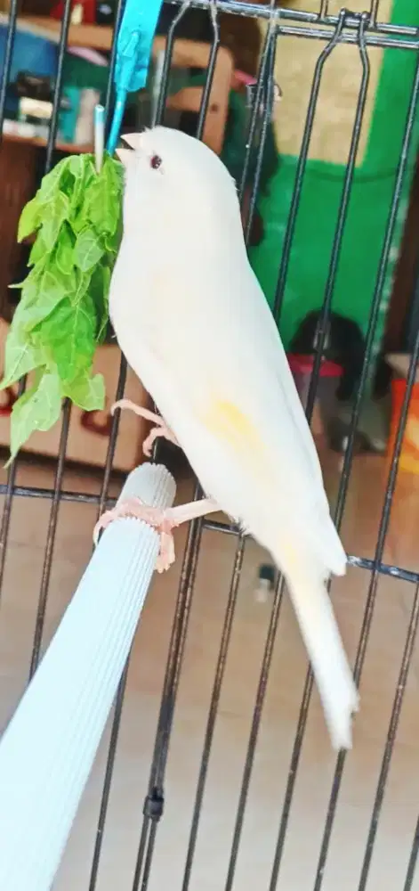 burung kenari pocong retina mata merah bodi gede jantan mapan fullset