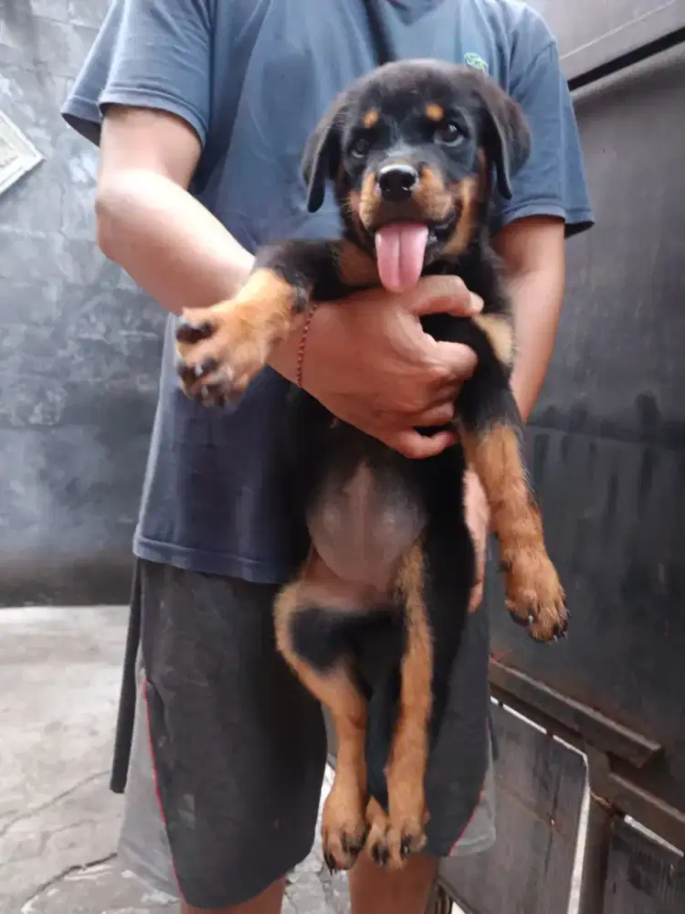 Puppy rottweiler betina stambun chip