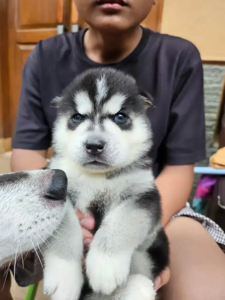 Anakan husky blue eyes dan flip flop