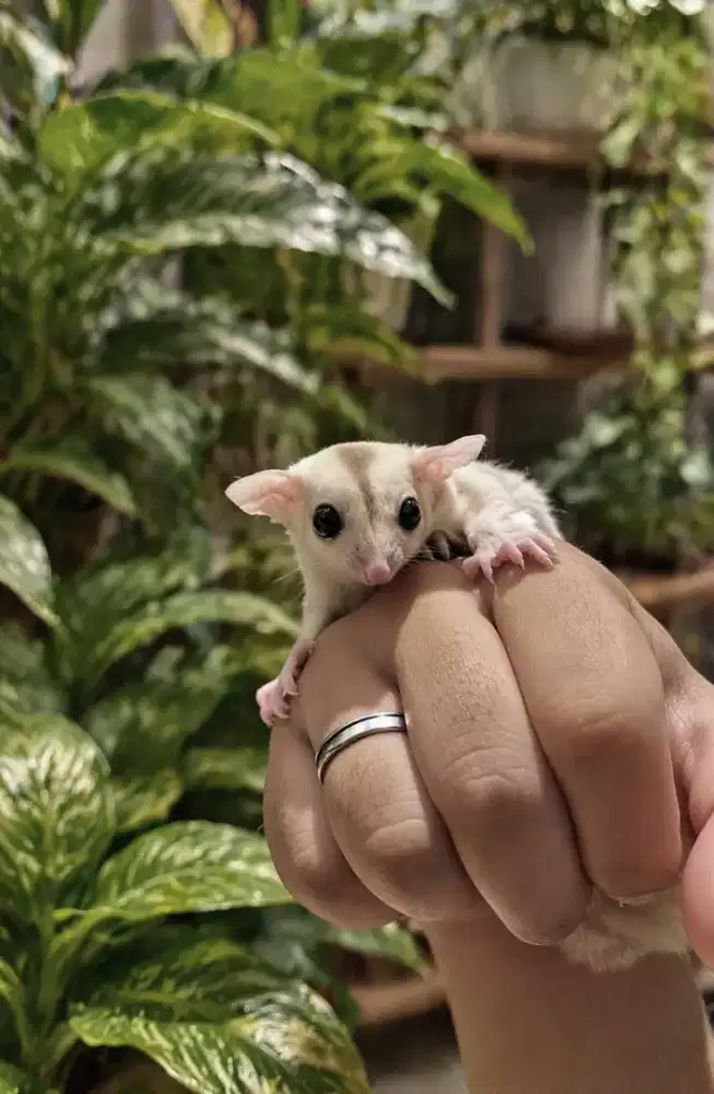 Jual joey sugar glider creamino