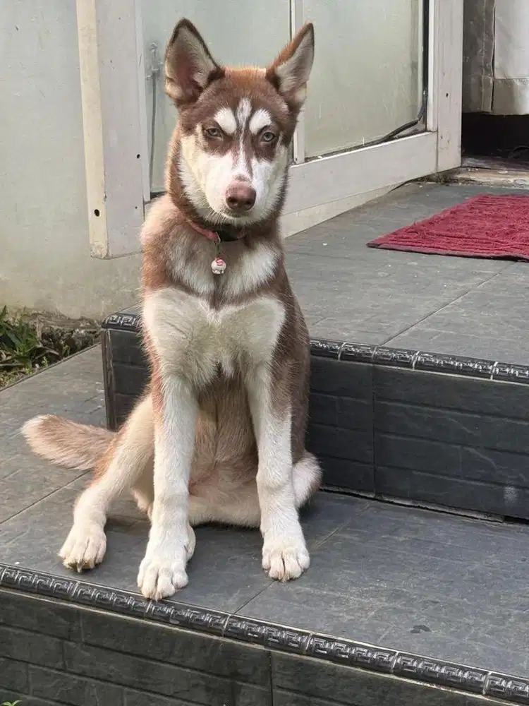 Dijual Anjing Husky Betina Stambum Umur 2 Tahun