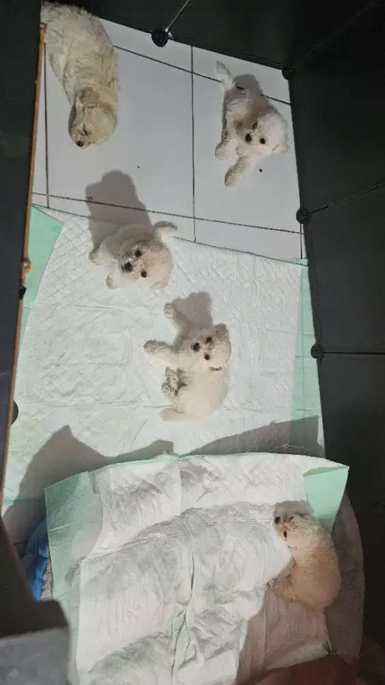JUAL ANAKAN SHIHTZU POODLE BICHON