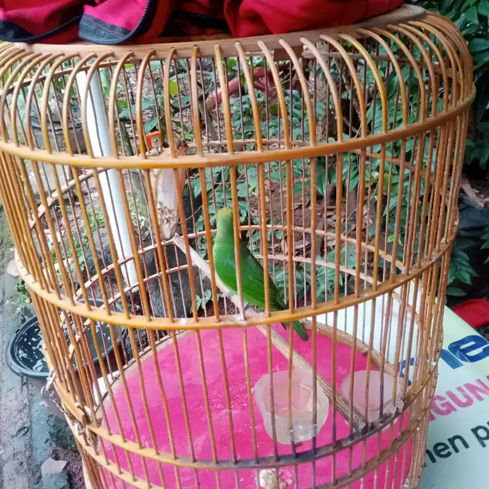 Muray rajin bodi mantap