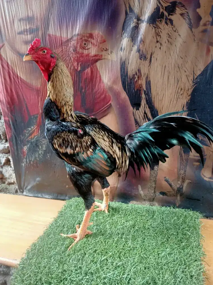 Asell Madras Pakistan