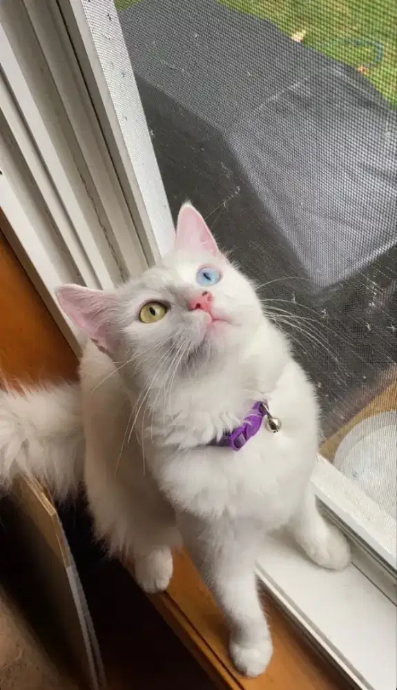 Kitten oddeyes jantan