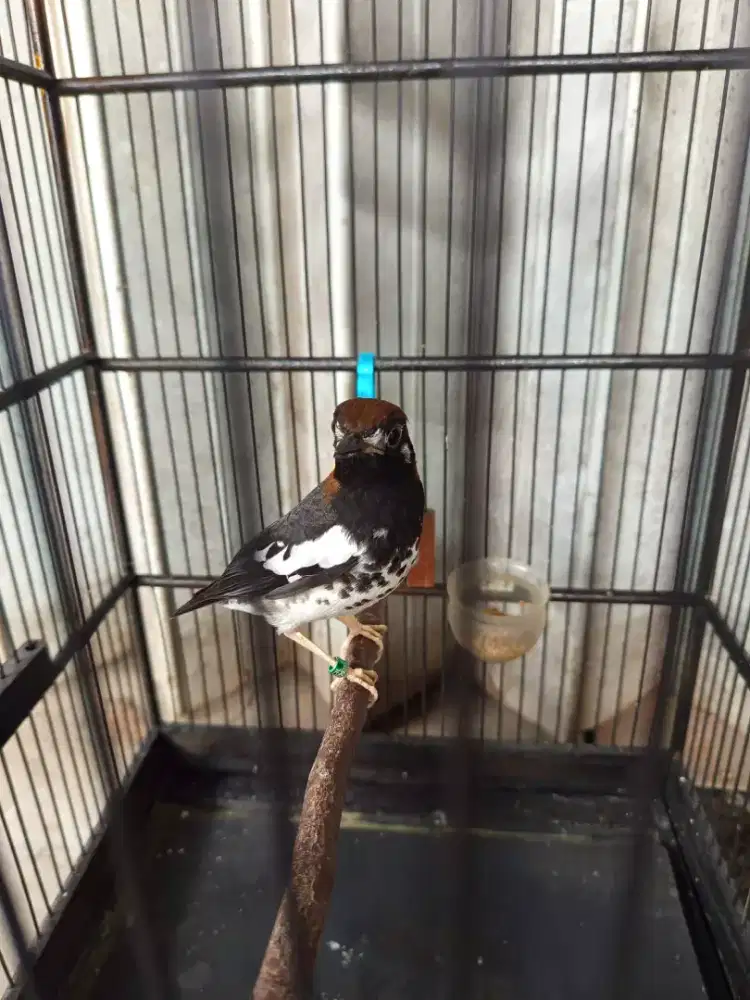 Punglor Anis kembang