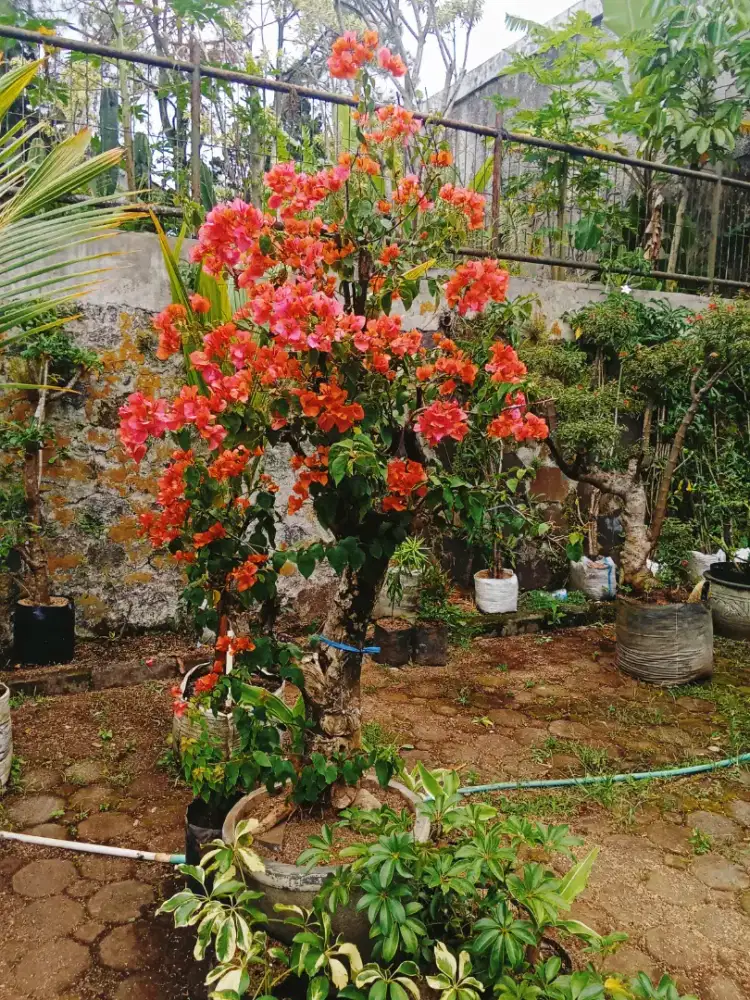 Tanaman Bougenville,kembang kertas
