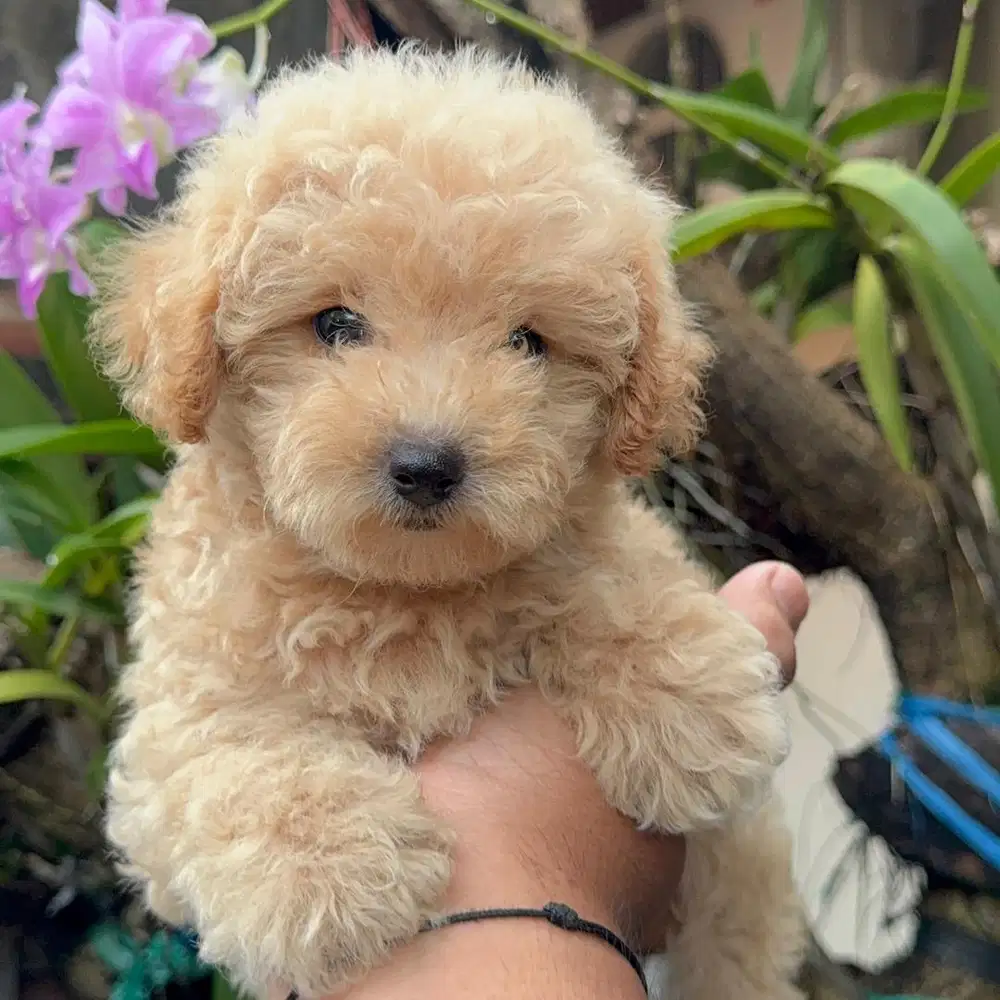 Puppy Poodle Apricot
