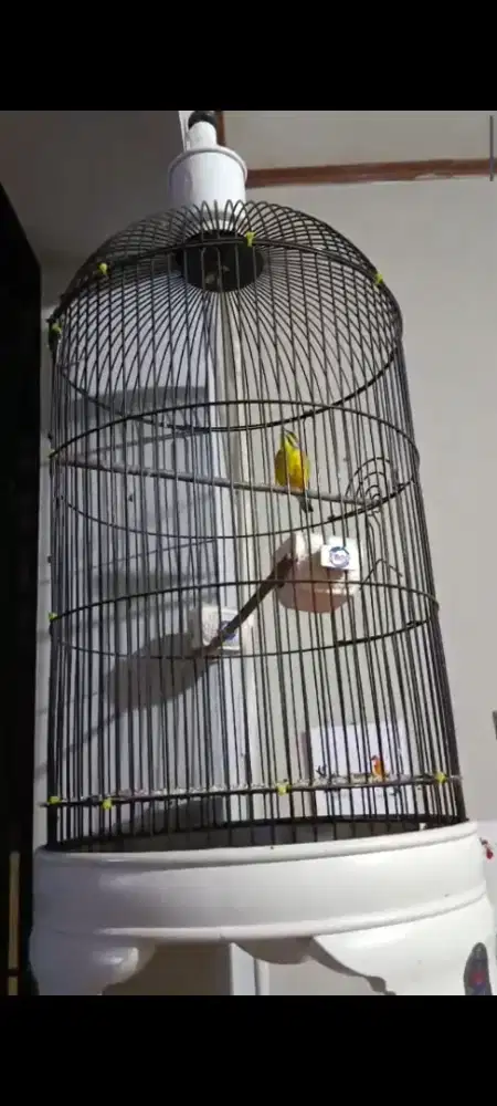 Burung mozambik jantan gacor siang malam fullset kandang ebod