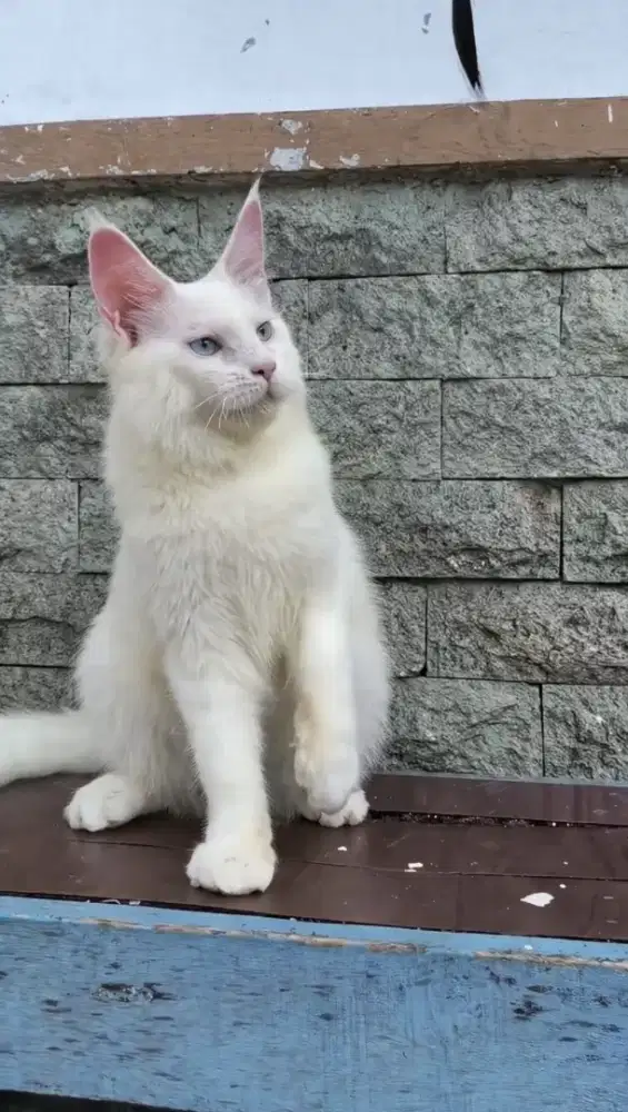Kucing mainecoon pure nonped