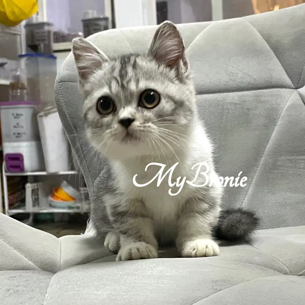 Kucing munchkin british shorthair betina