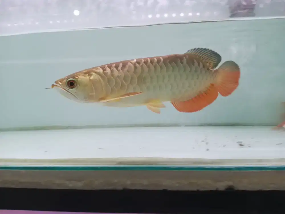 Arwana golden crossback