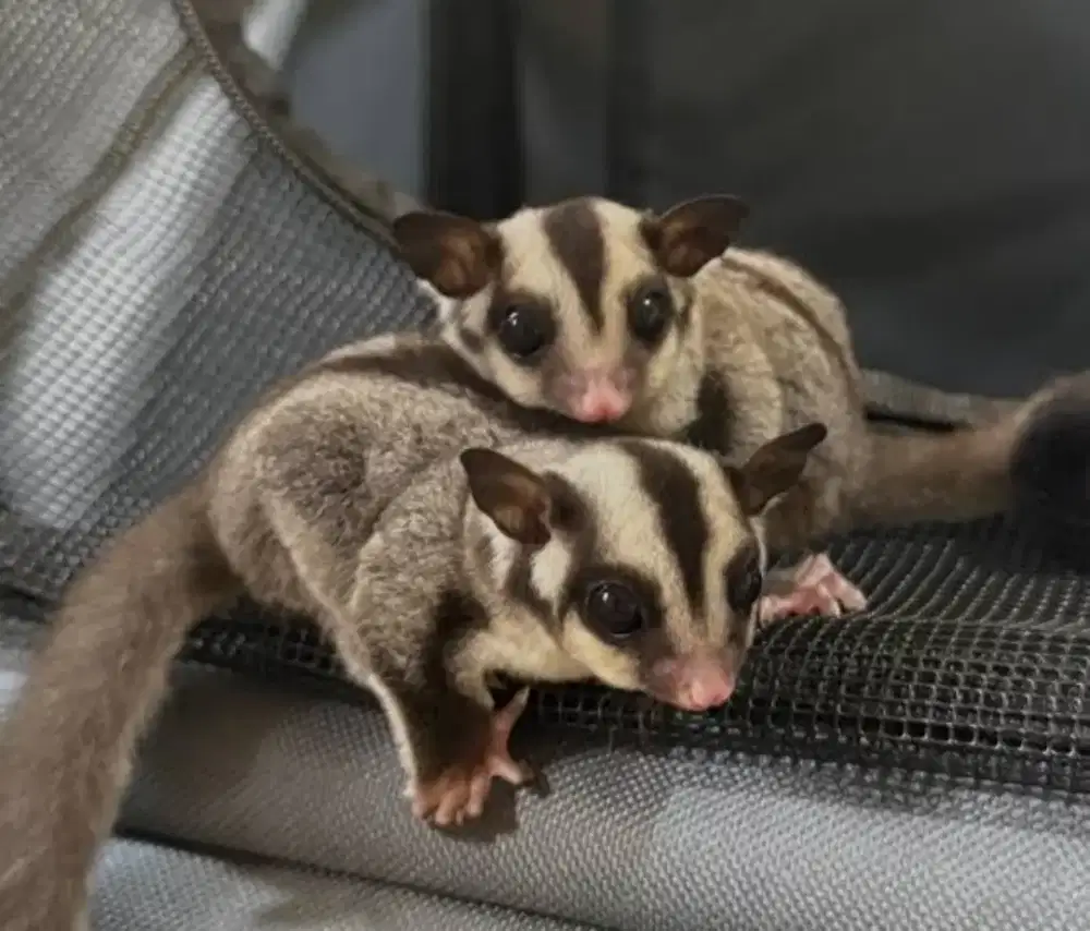 Sugar Glider sepasang Classic Grey