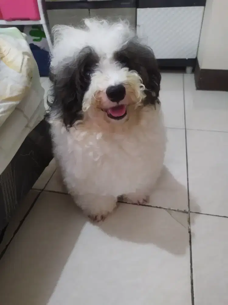 Poodle party colours jantan