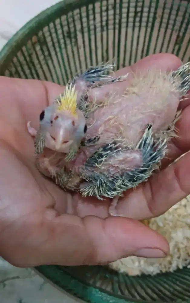 Burung falk cockateil