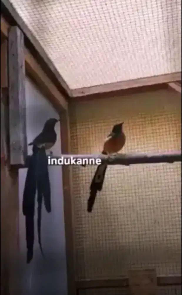 murai batu trotol jantan trah ekor panjang 40x20cm dds line