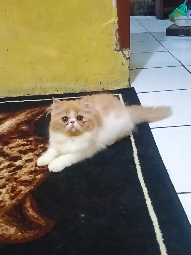 Kucing Persia Peaknose Betina