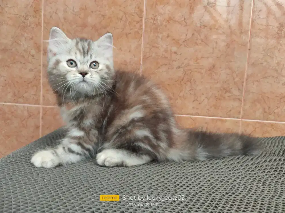 Kitten Scottish straight betina