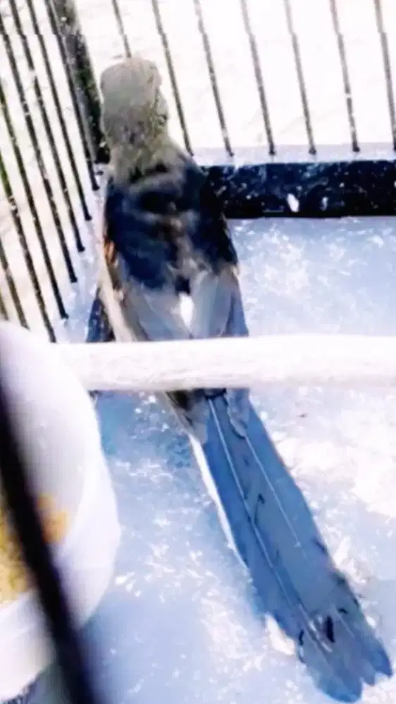 murai batu trotol jantan gacor trah galur murni BAHOROK LAWAS PRESTASI