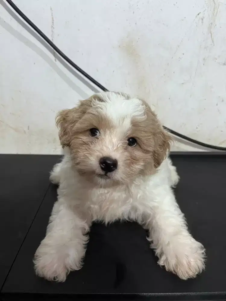 Puppies Shitzu & Poodle