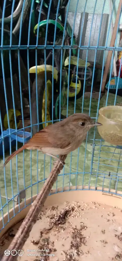 permisii admin jual burung flamboyan janta bunyi udh makan pur total