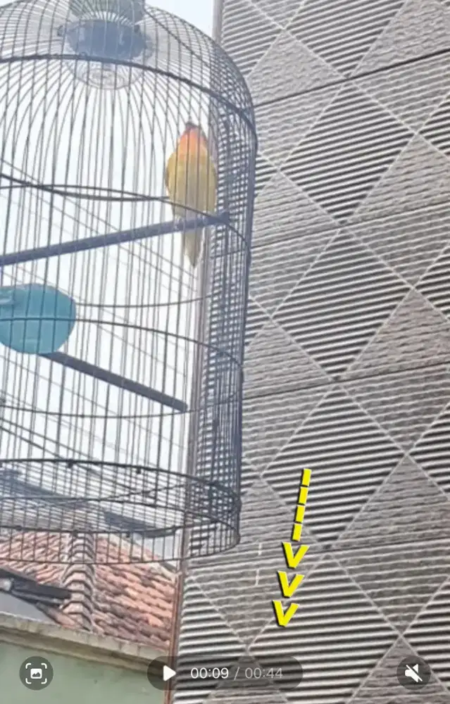 Lovebird durasi prestasi lagi butuh jual fullset