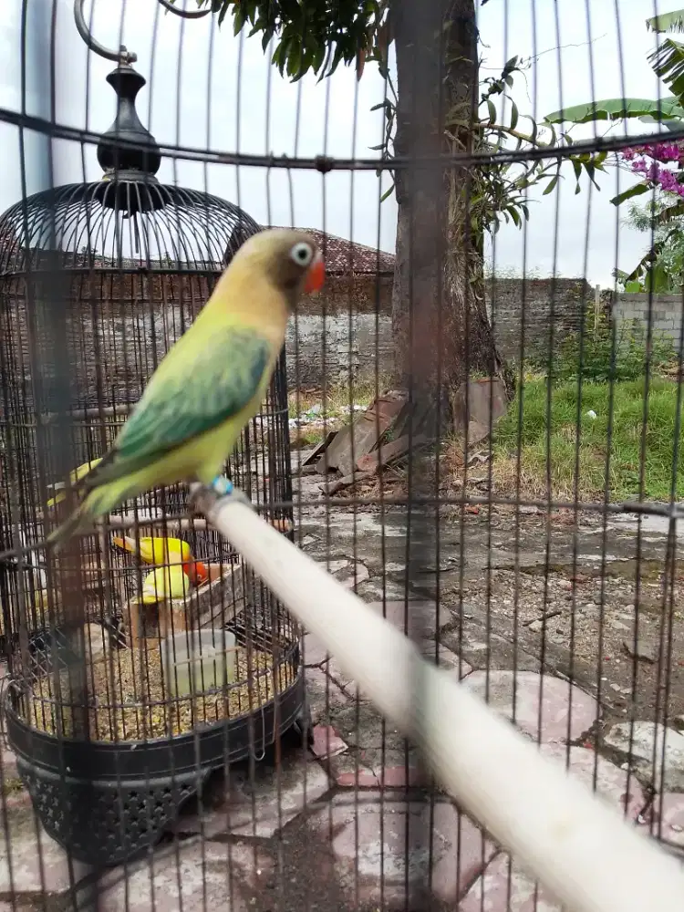 Biola aqua euwing b1/Ino mm