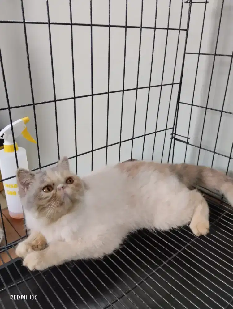 BETINA EXOTIC SHORT HAIR