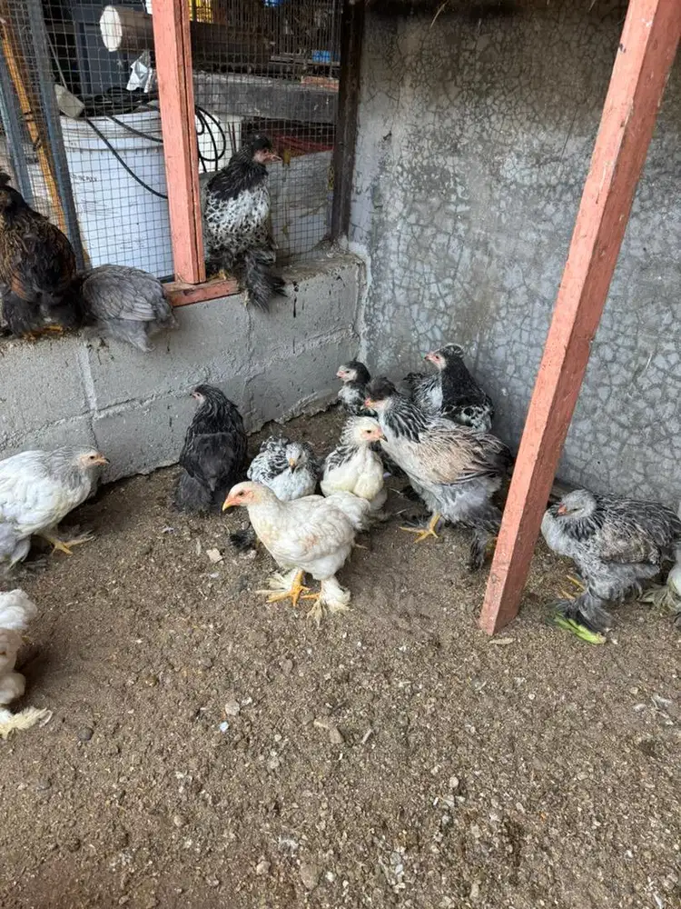 Lowongan kerja penyayang hewan